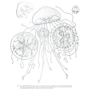 Proboscidactyla ornata and Proboscidactyla brooksii, illustration