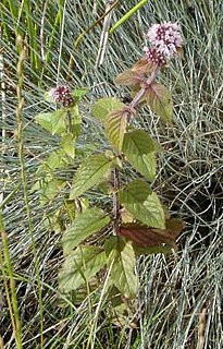 <i>Mentha aquatica</i> species of plant