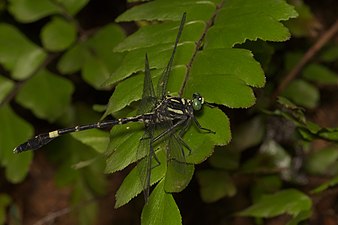 Merogomphus longistigma male