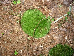 A small clump of moss beneath a conifer (a shady, usually dry place)