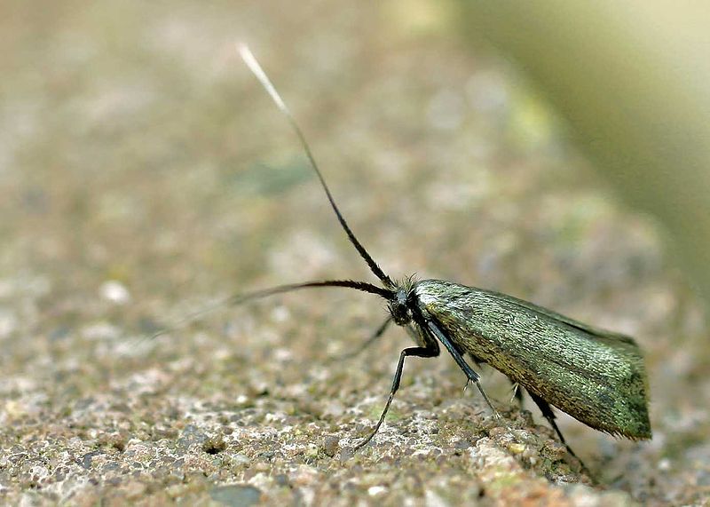 File:Micropterix calthella01.jpg