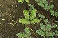 * Nomination Mimosa pudica --Vengolis 03:51, 30 August 2017 (UTC) * Promotion Good quality. -- Johann Jaritz 03:59, 30 August 2017 (UTC)