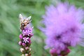 Eristalis tenax?