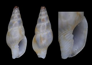 <i>Mitrella herosae</i> species of mollusc