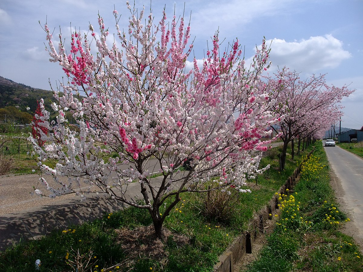 File Mix Peach Blossoms 源平しだれ桃 Panoramio Jpg Wikimedia Commons