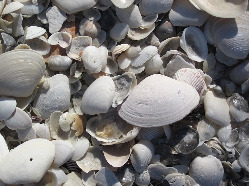File:Mollusc shells on marine beach (Cayo Costa Island, Florida, USA) 27.jpg