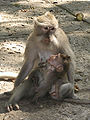 Seekor macaque di Hutan Monyet Ubud