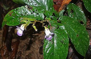 <i>Monopyle</i> Genus of flowering plants