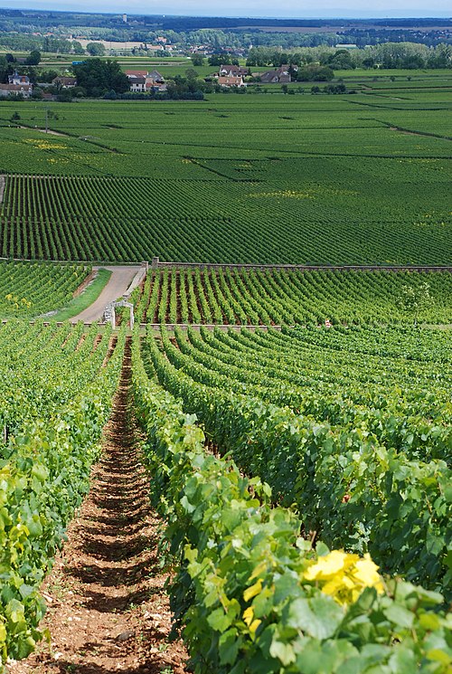 In Old World winemaking, the terroir of a region is of paramount importance with wines from a region, such as Montrachet (pictured), being labeled wit