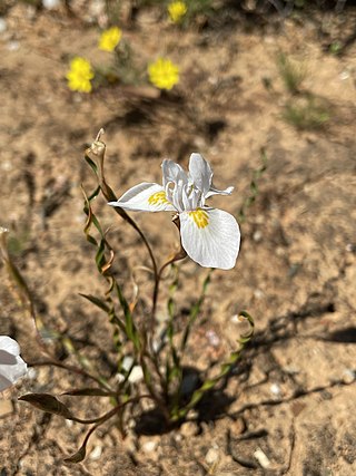 <i>Moraea serpentina</i> Flowering plant endemic to the Cape Provinces