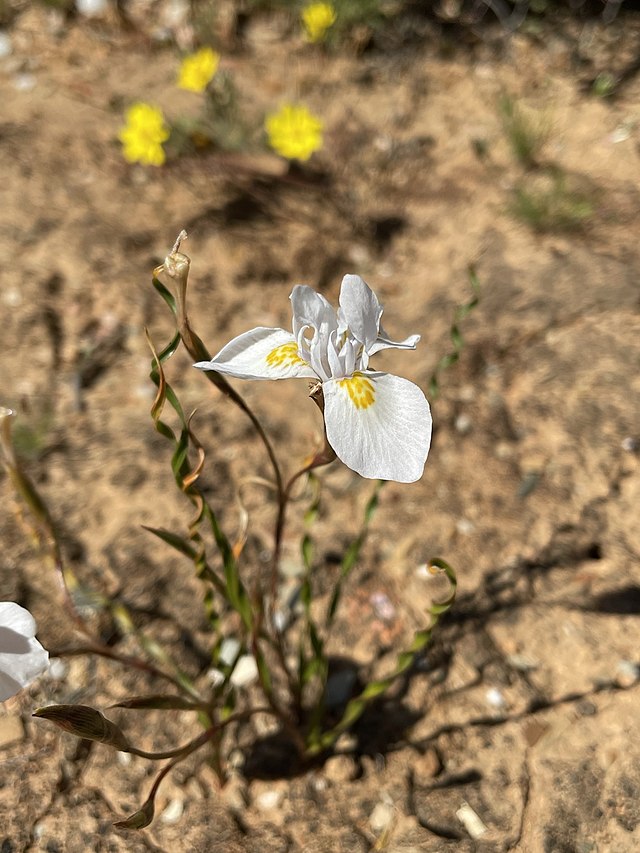 Moraea южноафриканская