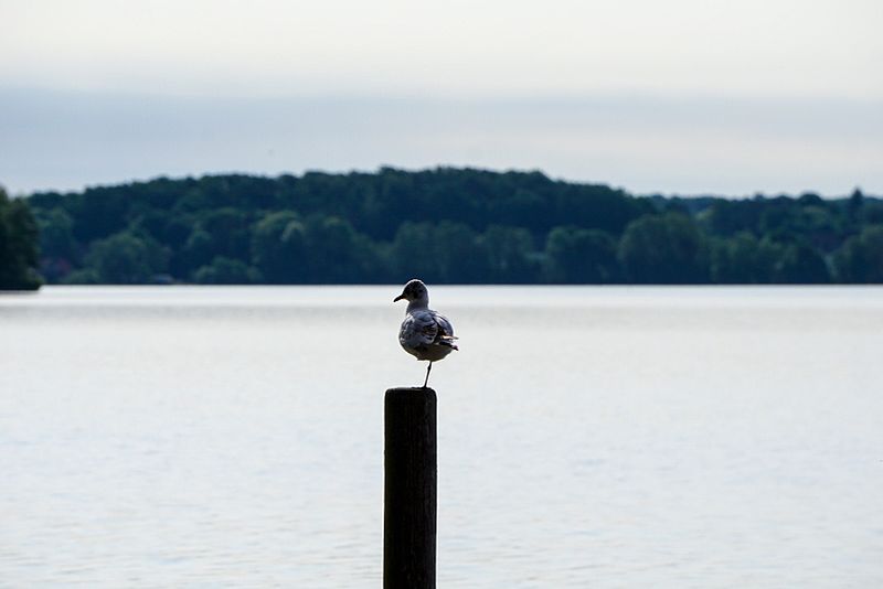 File:Morgens am See.jpg