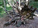 Mrtvé dřevo kolem říčky Chřibská Kamenice v chráněné krajinné oblasti Labské pískovce v přírodní rezervaci Pavlínino údolí