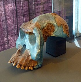 Musée national d'Ethiopie-Australopithecus garhi (1).jpg