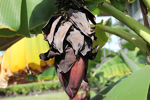 Musa xparadisiaca, "Banana tree flower"