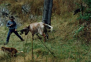 <span class="mw-page-title-main">Muster (livestock)</span> Animal husbandry practice