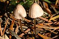 Mycena flavescens