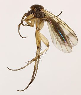 <i>Mycetophila luctuosa</i> Species of fly