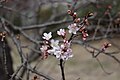 P078 明正寺 Myoshoji 花の写真