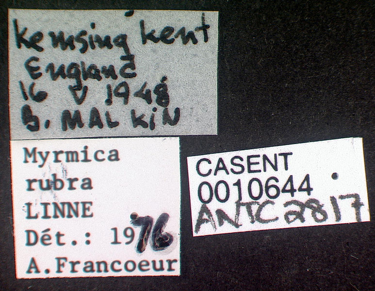 File:Myrmica rubra casent0010644 label 1.jpg
