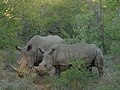 N2 rhinoceros.jpg