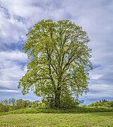 Linde am ehemaligen Bahnwärterhäuschen