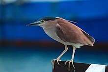 Nankeen Night Heron (19983384552).jpg