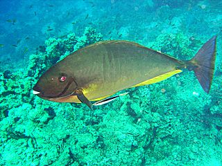 <span class="mw-page-title-main">Sleek unicornfish</span> Species of fish