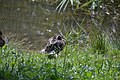 Deutsch: Vögel am Dinopark des Kleinen Spreewaldparks in Schöneiche bei Berlin.