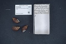 Naturalis Biodiversity Center - RMNH.MOL.265055 - Partula (Partula) planilabra Pease, 1864 - Partulidae - Mollusc shell.jpeg