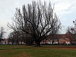 Säulen-Eiche auf dem Bassinplatz