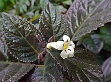 Nautilocalyx glandulifer - - 濱海 灣 花園 Gardens by Bay, Сингапур- (36425390841) .jpg