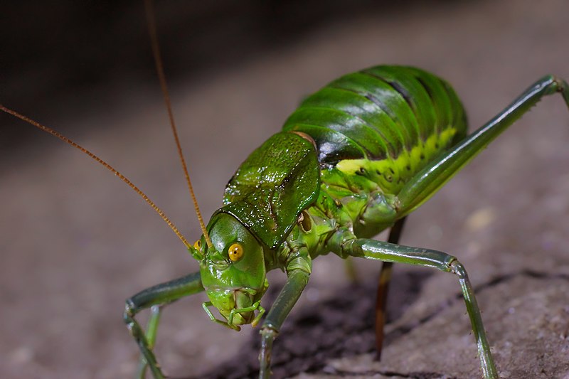 File:Neocallicrania bolivari.jpg