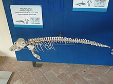 Skeleton in the collection of Museo di storia naturale e del territorio dell'Universita di Pisa NeophocaenaPhocaenoides.JPG