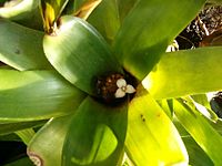 Neoregelia cf sarmentosa HabitusFlower BotGardBln1006i.JPG