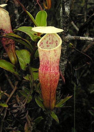 <i>Nepenthes alba</i> Species of pitcher plant from Peninsular Malaysia