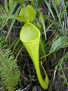 Nepenthes chaniana - Wikipedia