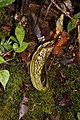 Nepenthes spectabilis from Aceh (8188381330).jpg