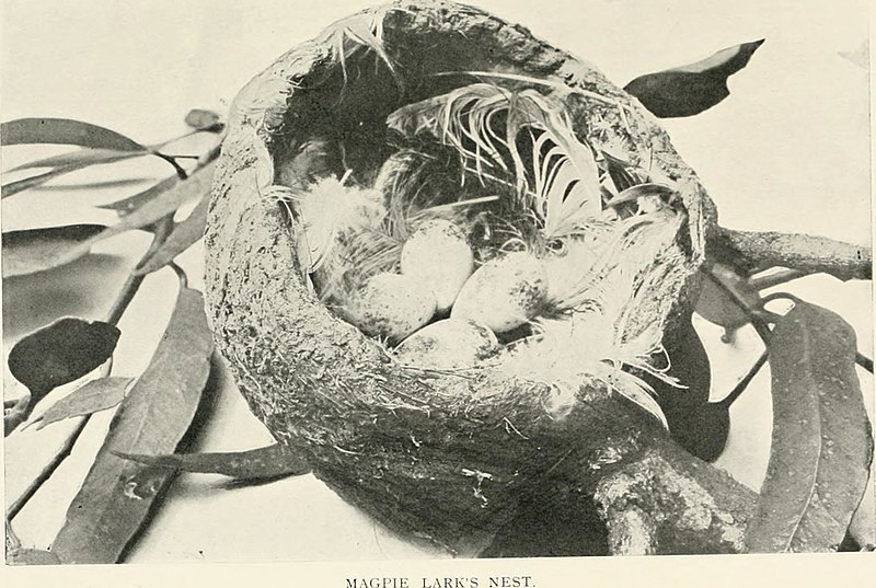 File:Nests and eggs of Australian birds, including the geographical distribution of the species and popular observations thereon (1901) (14747813954).jpg