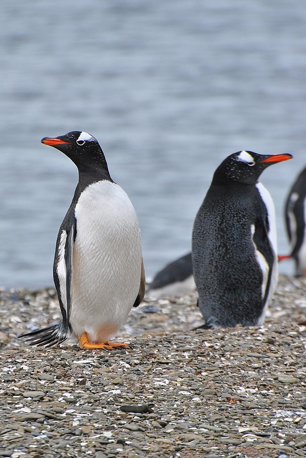 New Haven, Falkland Islands