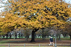 An oak tree in the fall. New Zealand, 2006