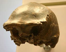 Skull Ngandong 7[1]