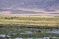 Faune dans le Cratère du Ngorongoro