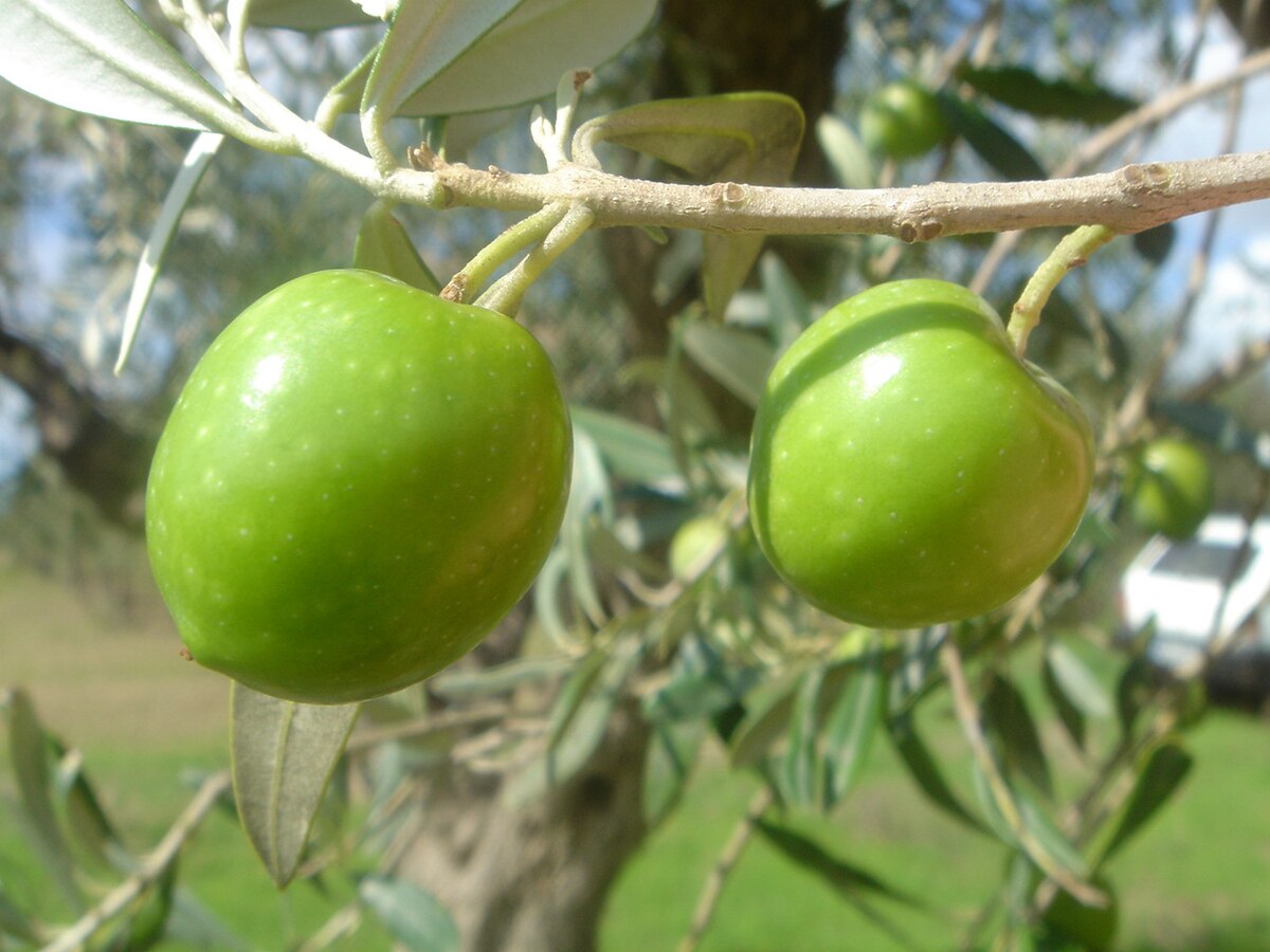 Olive (color) - Wikipedia