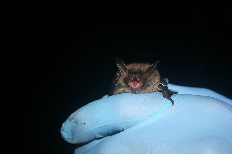 File:Northern long eared bat (15357713259).jpg