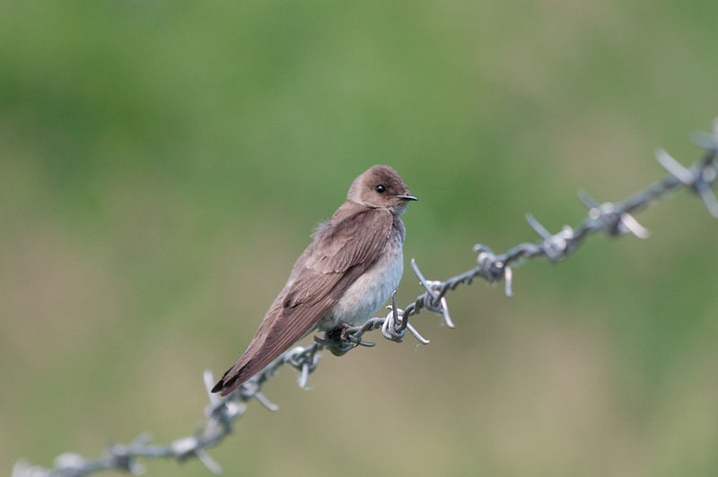 File:Northern rough-winged swallow 6952.jpg