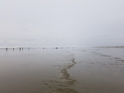 Ocean City State Park in Washington state, USA