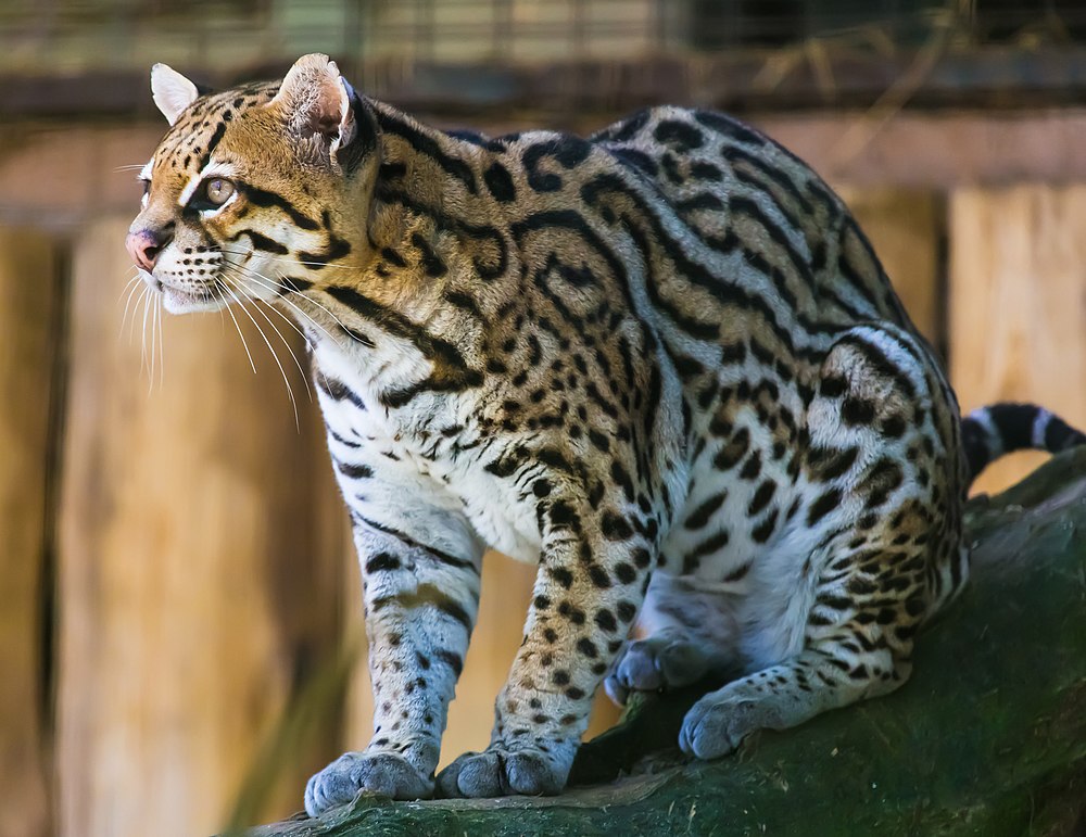 The average litter size of a Ocelot is 1