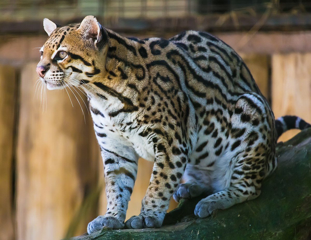 Ocelot sales amazon rainforest