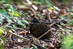 Thumbnail for Black-breasted wood quail